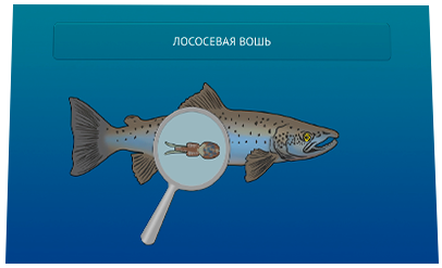 кадр из анимационного видеоролика «План биологической безопасности» для компании «Русское море» - лососевая вошь